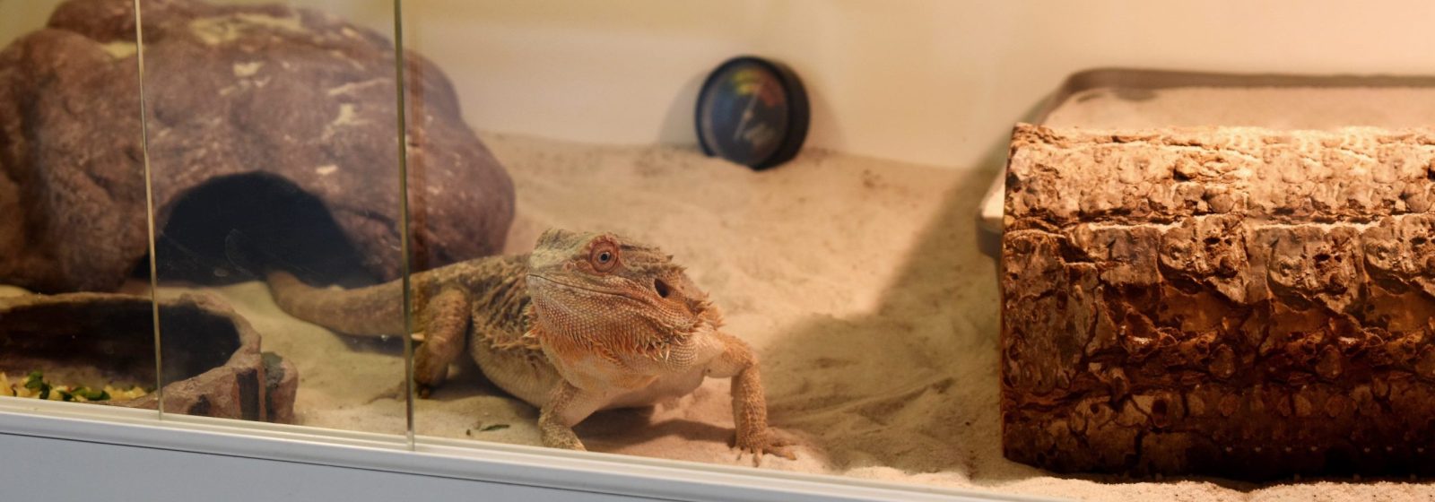 Reptiel in het Animal Care & Inspection Centre